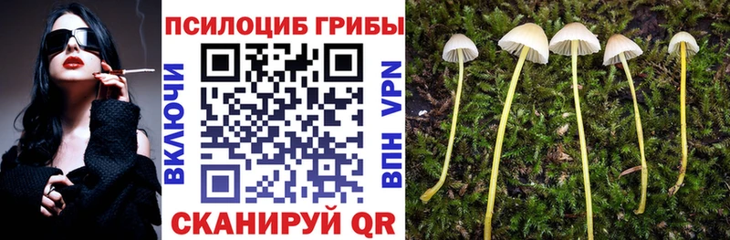 дарнет шоп  Щигры  Псилоцибиновые грибы Psilocybine cubensis 